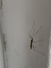 Chioneinae