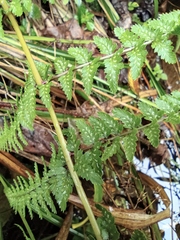 Athyrium deltoidofrons