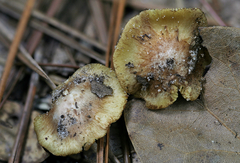 Inosperma chlorochroum