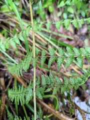 Athyrium deltoidofrons
