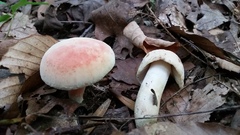 Russula flavisiccans