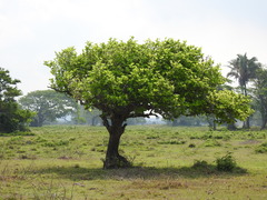 Coccoloba barbadensis