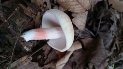 Russula flavisiccans