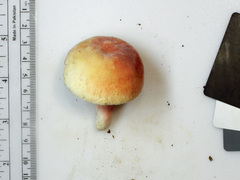 Russula flavisiccans