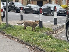 Vulpes vulpes