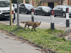 Vulpes vulpes