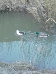 Anas platyrhynchos domesticus