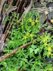 Sedum bulbiferum