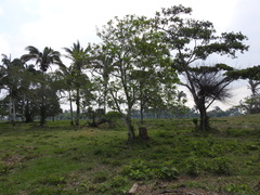 Ficus pertusa