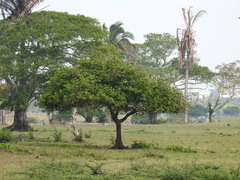 Coccoloba barbadensis