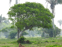 Ficus pertusa