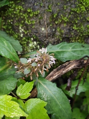Ajuga decumbens