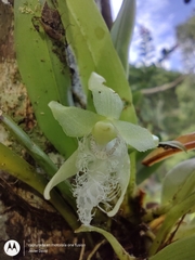 Kefersteinia mystacina