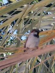 Passer domesticus