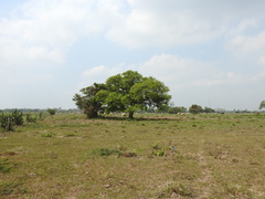 Coccoloba barbadensis