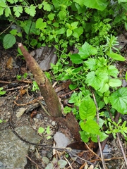 Amorphophallus kiusianus