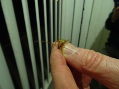 Centrodera