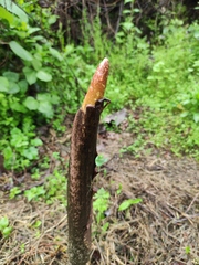 Amorphophallus kiusianus