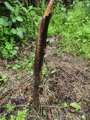 Amorphophallus kiusianus