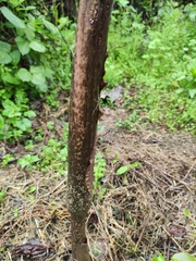 Amorphophallus kiusianus