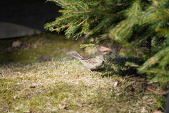Passer domesticus