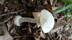 Amanita elliptosperma