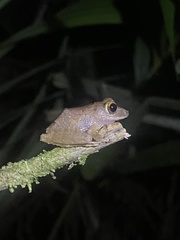 Pristimantis cerasinus