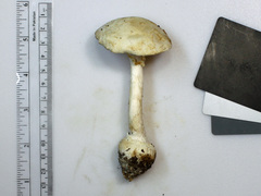 Amanita elliptosperma