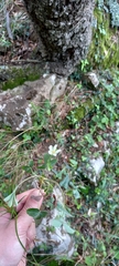 Potentilla montana