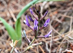 Astragalus muelleri