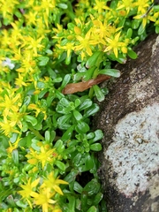 Sedum bulbiferum