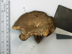Russula eccentrica