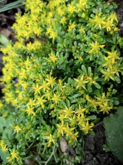 Sedum bulbiferum