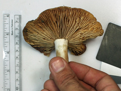Russula eccentrica
