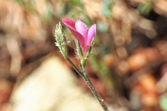 Onobrychis aequidentata