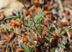 Onobrychis aequidentata