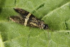 Nemophora associatella