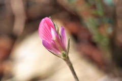 Onobrychis aequidentata