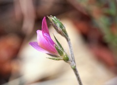 Onobrychis aequidentata