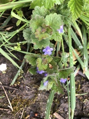 Glechoma hederacea