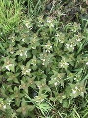 Glechoma hederacea