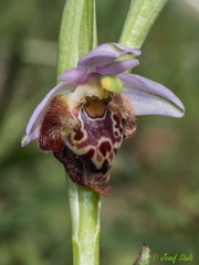 Ophrys heldreichii
