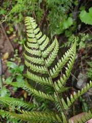 Dryopteris varia