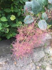 Cotinus