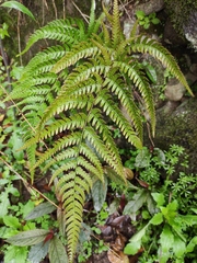 Dryopteris varia