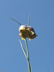 Fritillaria acmopetala