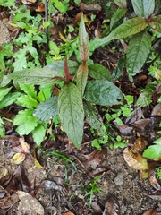 Achyranthes longifolia