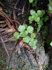 Pilea cavaleriei