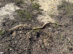 Masticophis flagellum