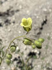 Emmenanthe penduliflora